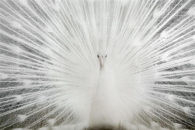 Classy Art White Peacock 40 x 60 Tempered Glass-0