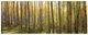 YHD Sunlit Colorado Trees Wall Art-0