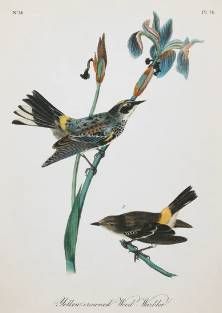 StyleCraft Vintage Warbler II Wall Art-1