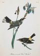 StyleCraft Vintage Warbler II Wall Art-1