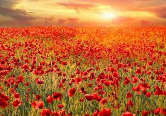 YHD All the Poppies Wall Art-2