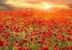 YHD All the Poppies Wall Art-2