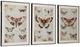 Signature Design by Ashley® Jossletts 3-Piece Black/Ivory/Orange Wall Art Set-1