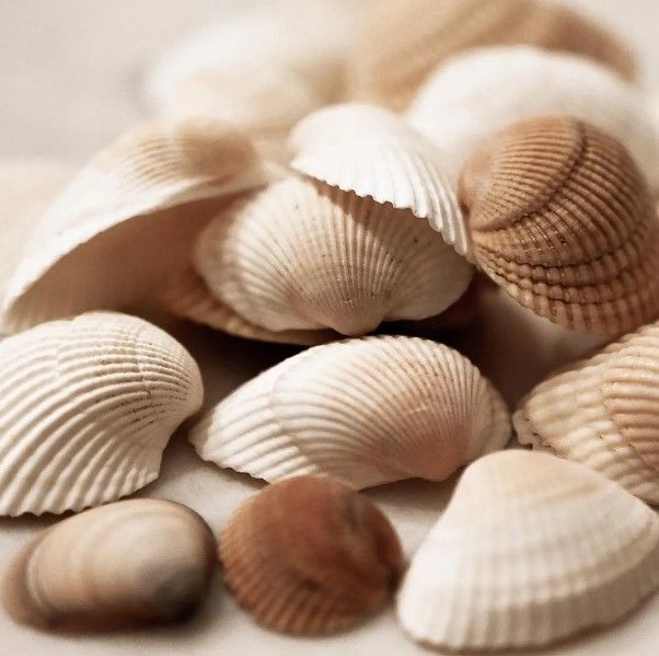 Classy Art Beach Treasures I by Natalie Carpentieri Wall Art-0