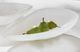 Uttermost® Marchena White Bowl-5