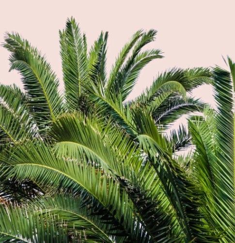 Classy Art Tropical Leaves on Blush II by Acosta Wall Art-1