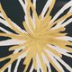 Stylecraft Green and Gold Arrangement I Wall Art-5