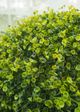 Le Present Teardrop Green Faux Botanical Ball-3