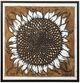 Stylecraft November Sunflower Wall Art-0