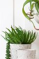 A & B Home Green Faux Stonecrop Succulent Stem-2