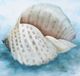 Stylecraft Coastal Calm III Wall Art-1