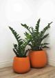 Le Present Zamioculcas Green 35.5" Faux Botanical Cylindrica-4