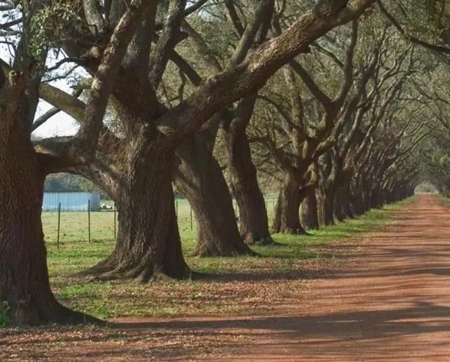 Classy Art Oak Alley by Alexey Wall Art-1