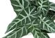 Monarch Specialties Inc. 2-Piece Grey 8" Tall Artificial Potted Alocasia-3
