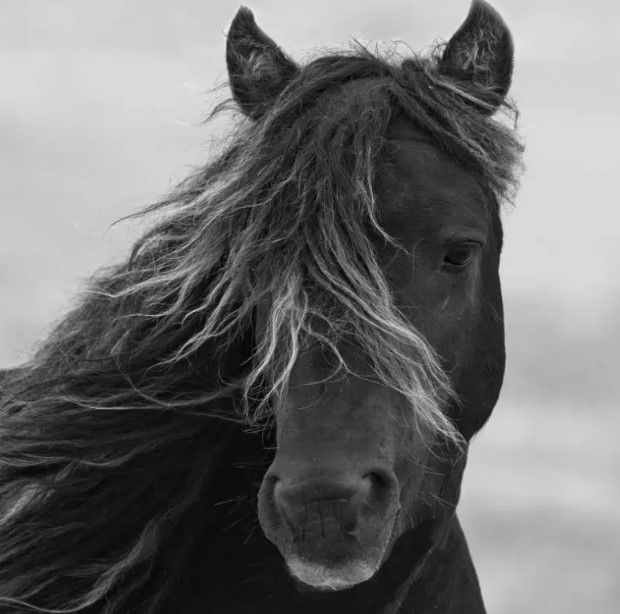 Classy Art Iclandic Mare by Carol Walker Wall Art-1