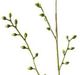 A & B Home Green Mini Berries-1