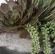 Uttermost® Yuma Burgundy/Green Succulent Centerpiece-4