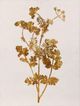 StyleCraft Pressed Foliage ll Wall Art-1