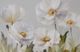 StyleCraft Anemones Gold/Light Green/White Wall Art-1