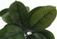 Monarch Specialties Inc. Green/Black 52" Tall Artificial Potted Rubber Tree-2