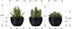 Monarch Specialties Inc. 3-piece 6" Artificial Succulent with Black Pot-2