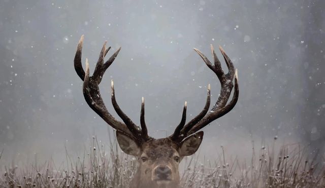 Classy Art Pick a Boo by Waleed Wall Art-0