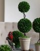 A & B Home Green Faux Boxwood Sphere Topiary in Cream Pot-3