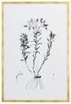 YHD Botanical Study III Framed Print-0