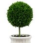 A & B Home 2-Piece Cream/Green Mini Faux Potted Topiaries Set-2