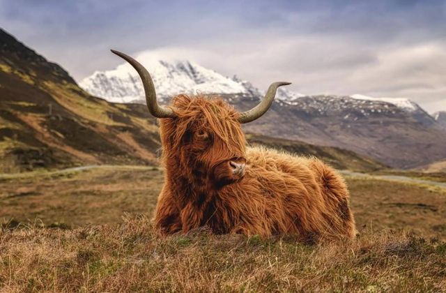 Classy Art Highland Cow 2 Wall Art-0