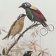 A & B Home 2-Piece Bird Framed Print Set-3