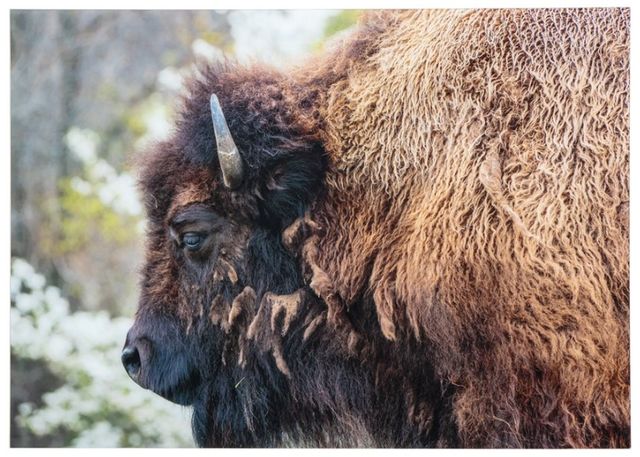 YHD Nomadic Grazer Wall Art-0