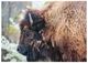 YHD Nomadic Grazer Wall Art-0