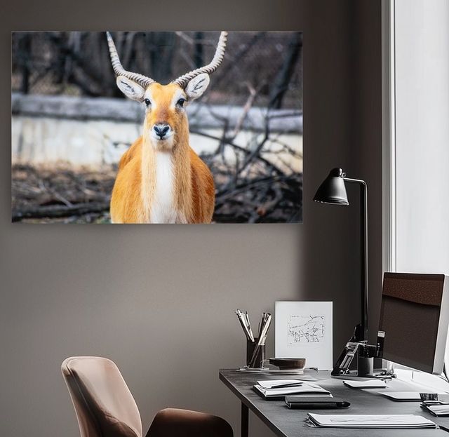 YHD Aepyceros Wall Art-4