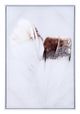 Zuo® Delicate Feather Multicolour Canvas-1