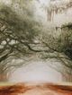 Stylecraft Plantation Drive Brown/Green/Orange Wall Art-1
