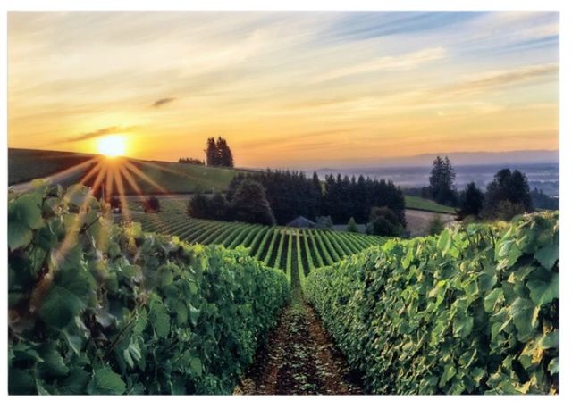 YHD Wine Country Wall Art-0