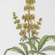 Uttermost® Wildflower Study 4-Piece Framed Print Set-4