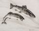 Stylecraft Trout Wall Art-1