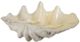 A & B Home White Natural Large Clam Shell Accent-0