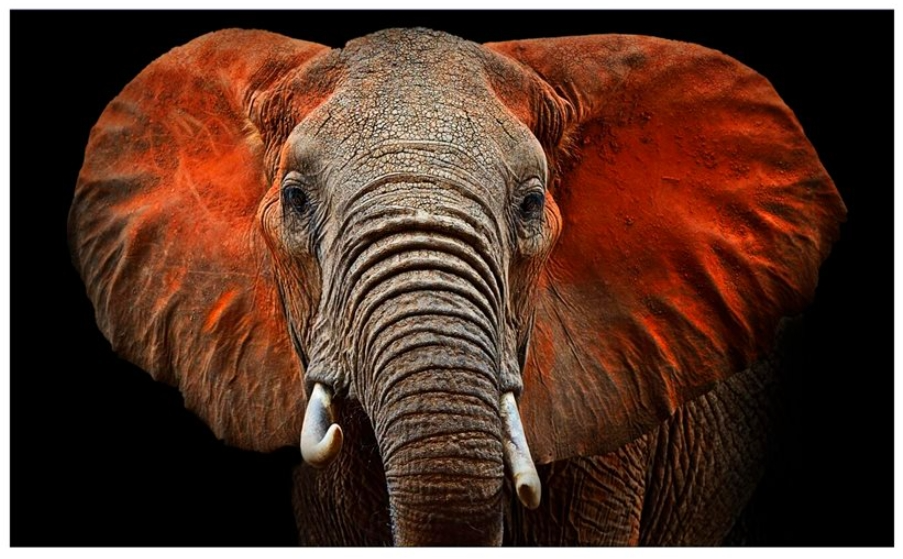 Yosemite Home Decor Loxodonta Wall Art