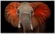 YHD Loxodonta Wall Art-0