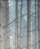 Stylecraft Forest Dreaming II Black/Light Brown/Light Gray Wall Art -2
