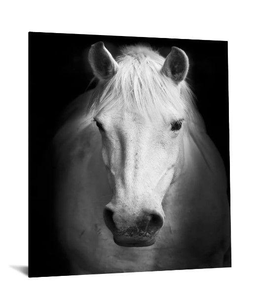 Classy Art White Horse Wall Art-1