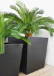 Le Present Cycas Green Faux Botanical-5