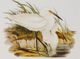 Stylecraft Waterbird Pairing I Beige/Brown/Green/Yellow Wall Art-1