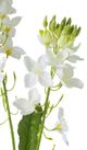 A & B Home Green Canola Flower Stem-3