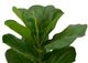 A & B Home Green 25.5" Artificial Fiddle-Leaf Fig Tree in Pot-2