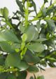 Le Present Jade Green 31" Faux Botanical Plant-1