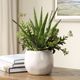 Uttermost® Sundown Succulent Green/White Accent Planter-1